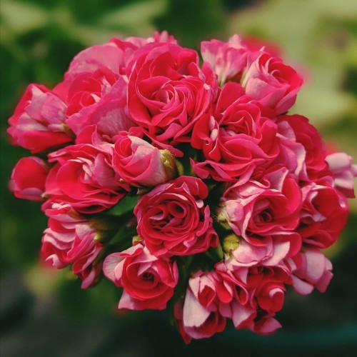 Pelargonium 'Rosebud Supreme' - Pelargoon 'Rosebud Supreme' P9/0,55L